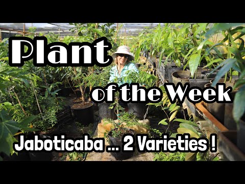 Video: Jaboticaba - Eine Pflanze Mit Früchten Am Stamm