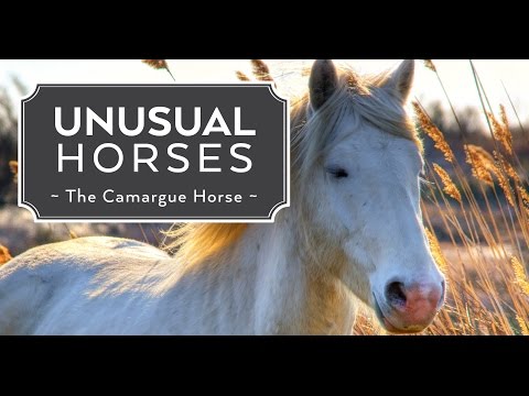 Unusual Horses: Camargue Horse