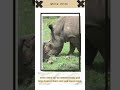 White rhino Vs Indian rhino 🦏