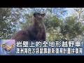 岩壁上的全地形越野車! 澳洲瀕危沙袋鼠靠創新復育計畫拚復育｜FOCUS午間新聞 20260709 @tvbsfocus