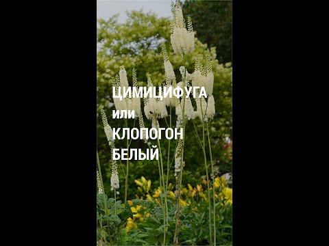 Бейне: Цимитсифуга (өсімдік): сипаттамасы, отырғызу және күтімі