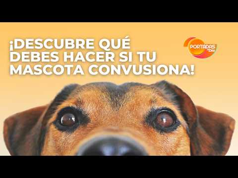 What to do if your DOG has a SEIZURE! Serious mistakes you must NEVER make to save them 🐶