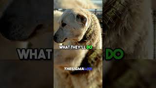 How GREAT PYRENEES Dogs Fight WOLVES to Defend Sheep | JRE #joerogan #jre #animalshorts