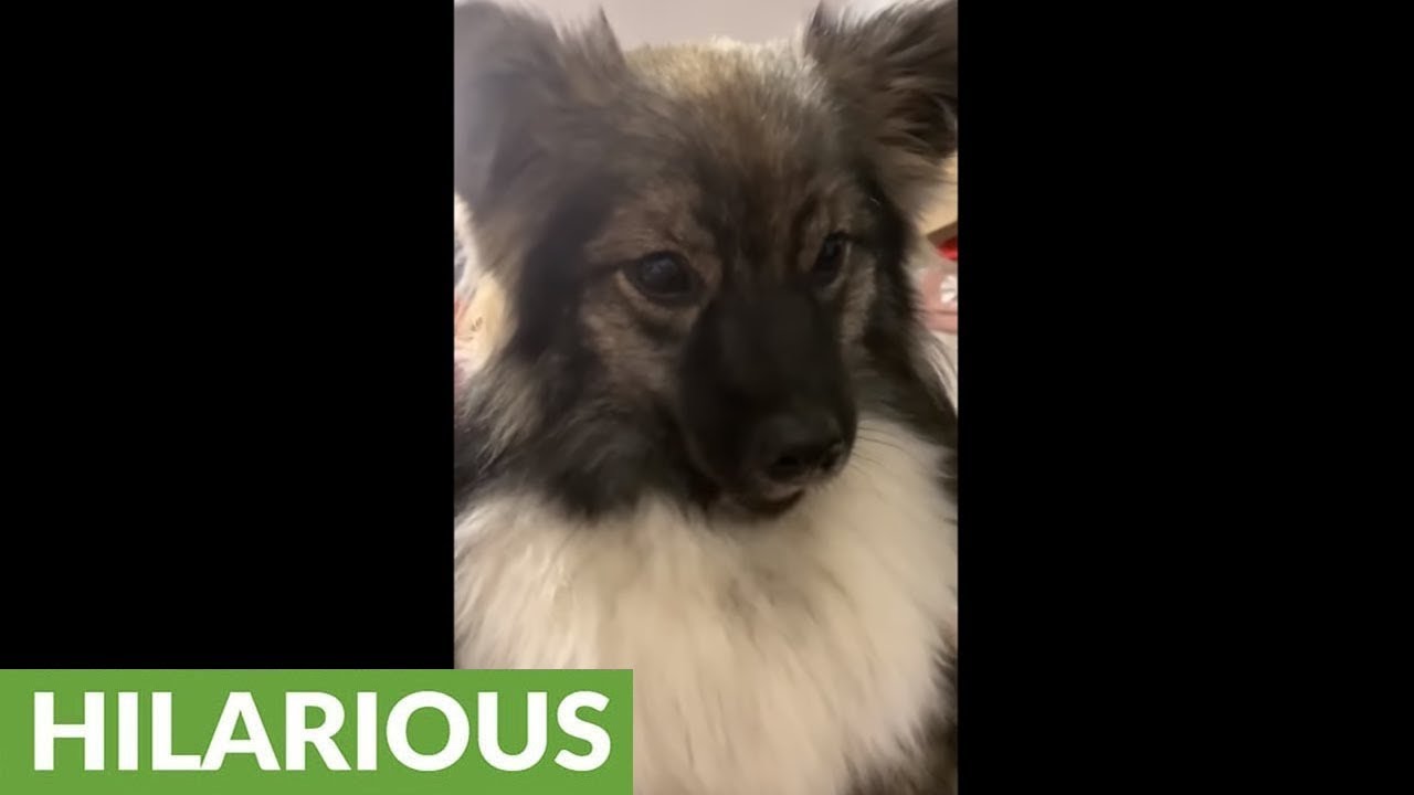 videos for cats Cute puppy hilariously imitates police sirens
