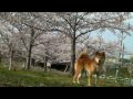 柴犬と桜 '2010 shiba inu