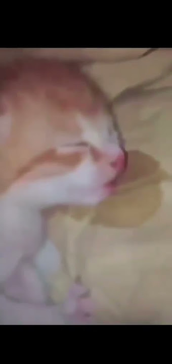 Snore, mi mi mi mi
