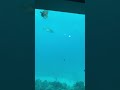 Underwater restaurant h2o 6m deep into the indian ocean  maldives  shorts