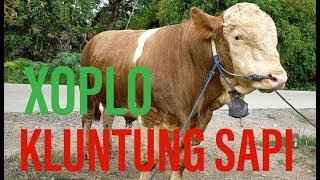 Download Lagu Asesoris Kluntung Sapi Untuk XIMENTAL XOPLO MP3