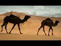 موسيقى صامتة ت حيي الروح أجمل مناظر طبيعية في العالم ستشعر وكأنك هناك موسيقى صامتة ت حيي الروح أجمل مناظر طبيعية في العالم ستشعر وكأنك هناك