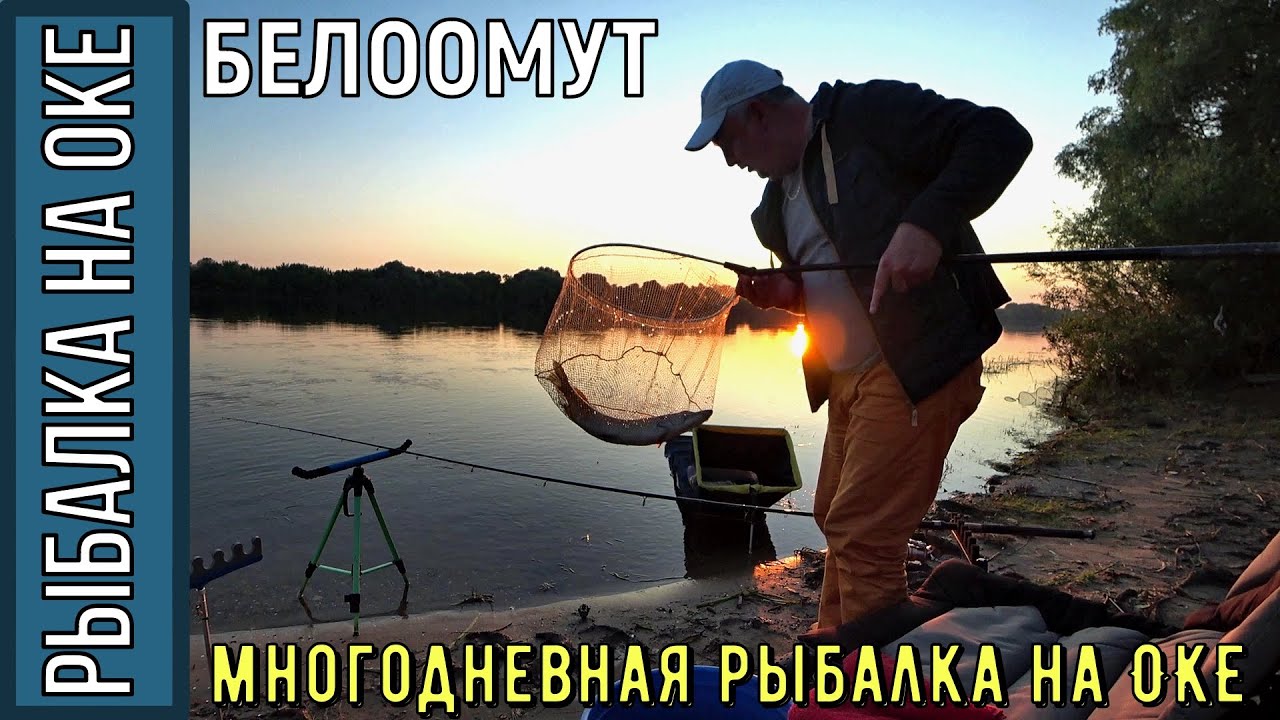 Ока белоомут форум