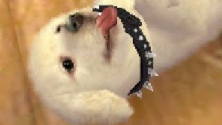 Nintendogs Live 12 (Please read desc, thanks if you support!)
