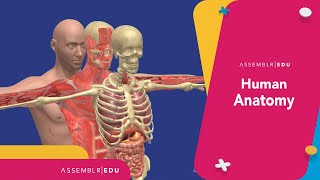 LEARNING ABOUT HUMAN ANATOMY IN AR! : Assemblr screenshot 3