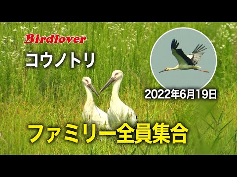コウノトリと六人の子どもたち Amazon.co.jp: コウノトリと六人の子どもたち〈岩波少年文庫120