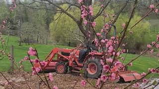 Peach blossoms & Bumble!