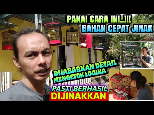 BEGINI CARA MUDAHNYA ⁉️ CARA CEPAT MENJINAKKAN SEMUA BURUNG BAHAN BERHASIL DIJINAKKAN class=