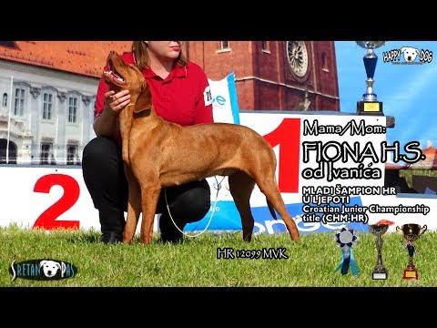mađarska-vižla-štenci/magyar-vizsla-welpen---hungarian-vizsla-puppies-10./fiona-&-as---2018.