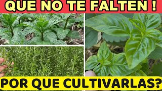 Lamiaceae: Las PLANTAS Más Utilizadas! Para que Sirven? Orégano , Romero, Albahaca y Más!