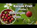 Kerson fruit uses and 13 health benefits  aratiles