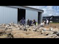 Stokes bay genetics ram sale in the new shed