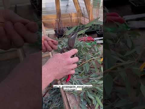 Video: Eucalyptusvoortplanting - Zaadgroei en beworteling van eucalyptusstekken