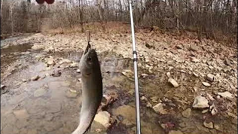 Kentucky Rainbow Trout fishing Otter Creek