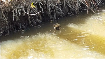 ( P1 ) Câu cá lóc bằng con vịt con. Snakehead Fishing With Ducklings. Part 1