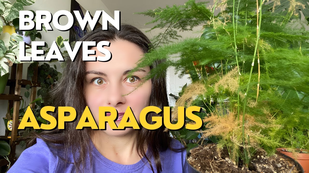 Asparagus Dying Brown Leaves YouTube