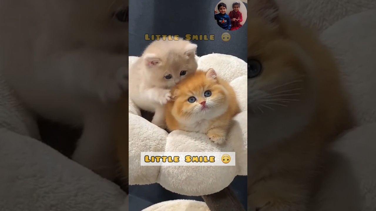 Little Smile and hooria reacting on small cats 🐈 😻 