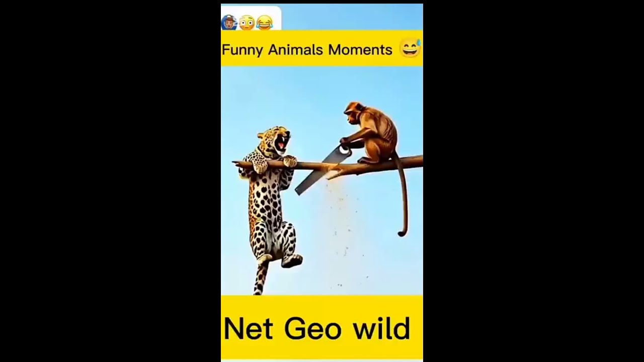 TRY NOT TO LAUGH – FUNNIEST VIRAL ANIMAL VIDEOS REACTION (IMPOSSIBLE!) 🐱🤣