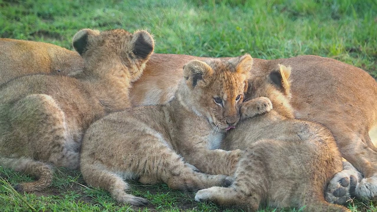 You and Non-Human Rights