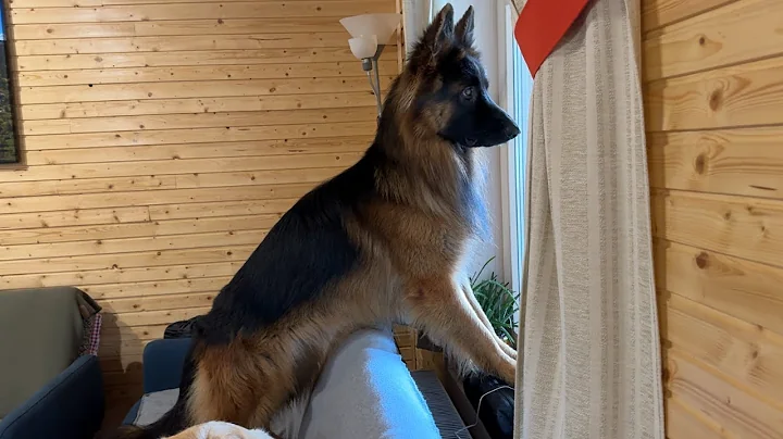 Playful German Shepherd Plans a Window Escape to Save His Toy - DayDayNews