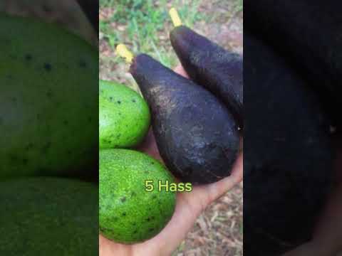 Top 5 To 8 Avocados Varieties In The World 