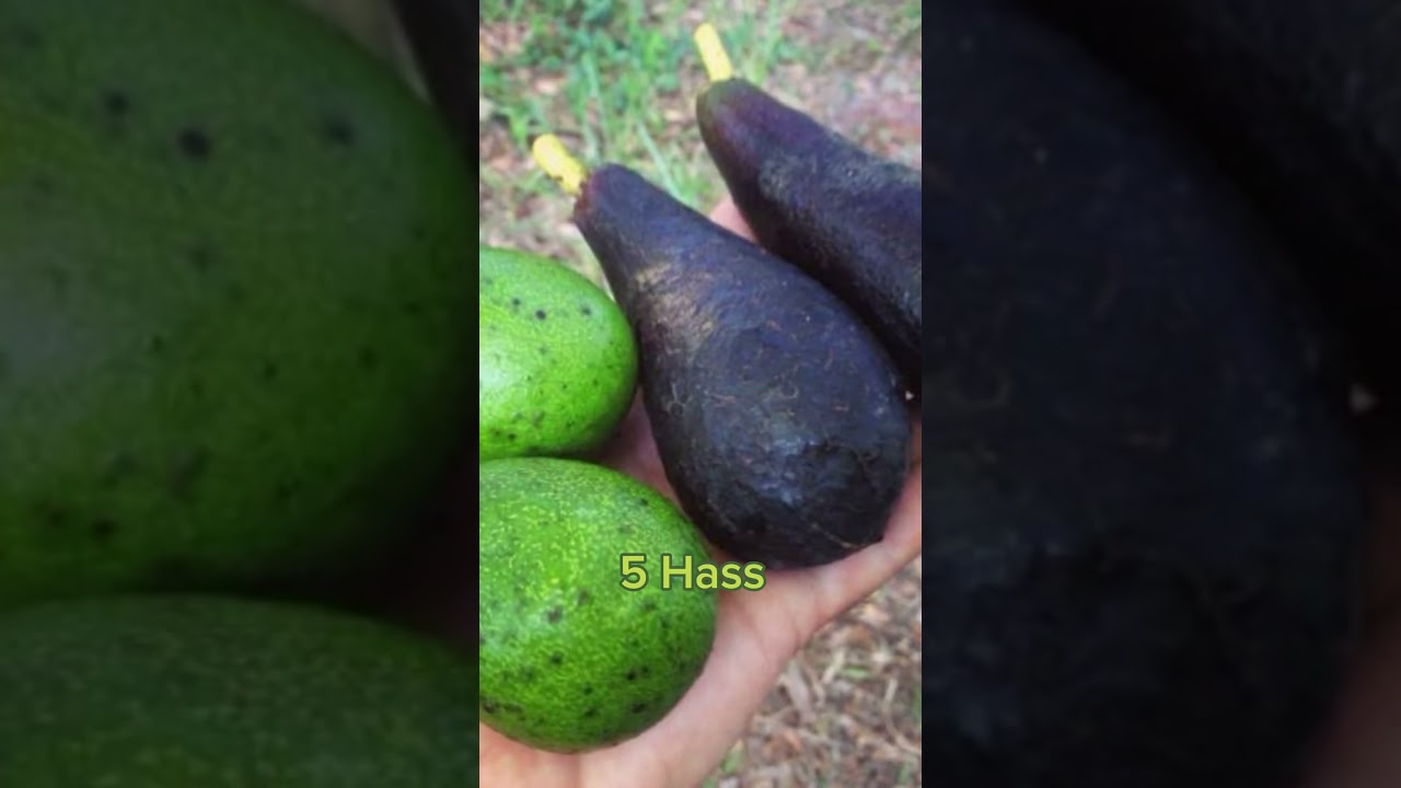 #{Top 5 to 8 Avocados 🥑 varieties in the world}