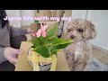 Japan life with my dog 🧸🌸 New plants 🪴 Saturday at Home 🐾
