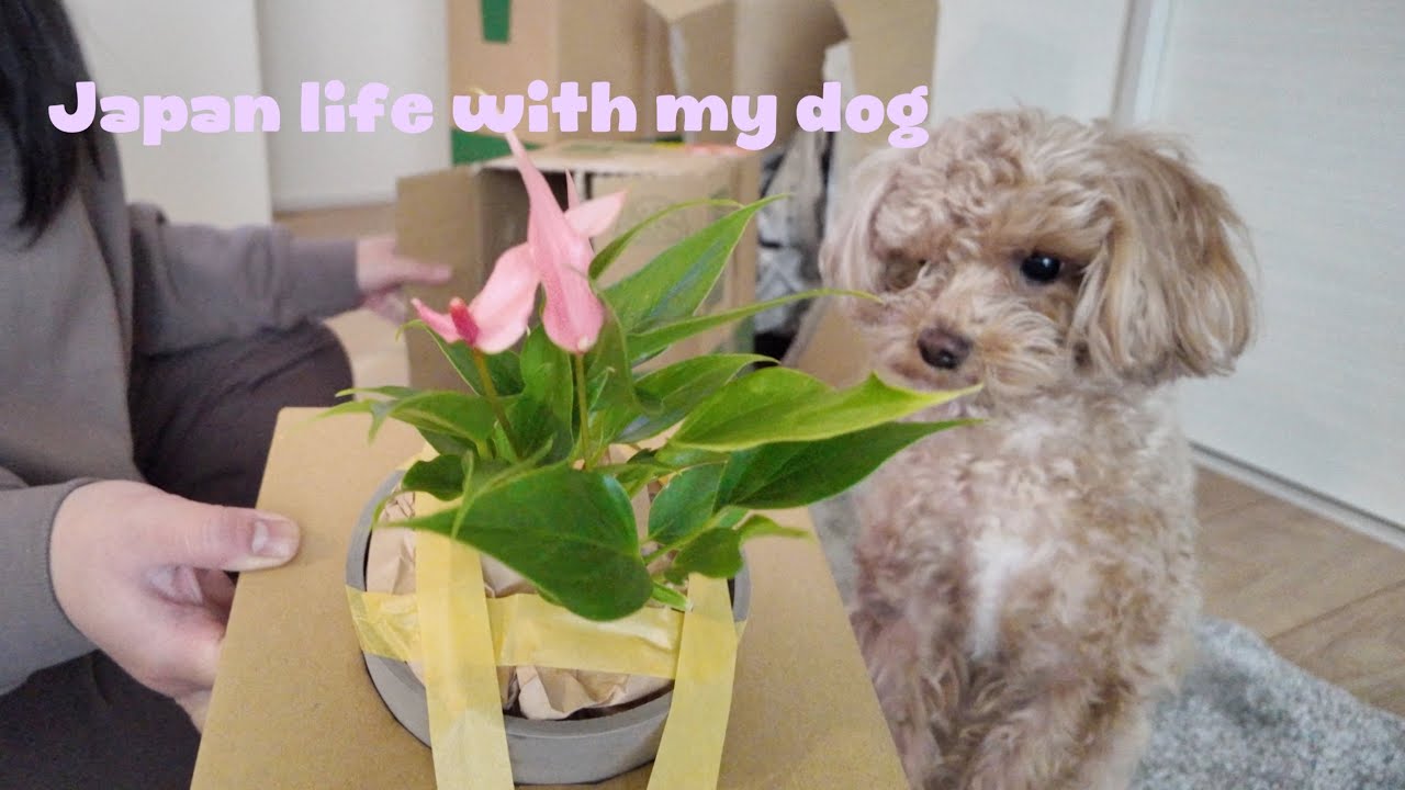 Japan life with my dog 🧸🌸 New plants 🪴 Saturday at Home 🐾