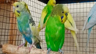 3 Hr Budgies Chirping Talking Singing Parakeets Sounds Reduce Stress , Relax to Nature Bird Sounds