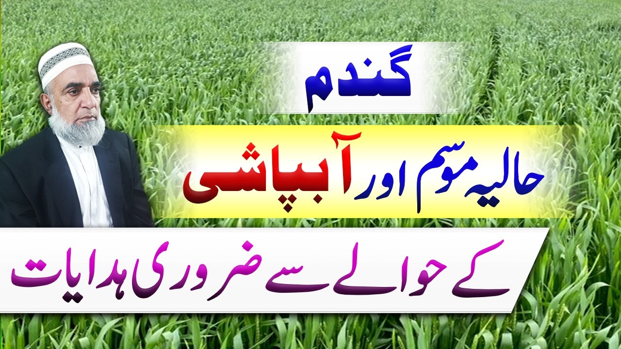 Wheat Irrigation Alert: Rising Temperatures in Pakistan || Crop Reformer