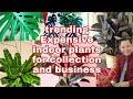 10 TRENDING  Expensive indoor plants you may add as your source of extra income