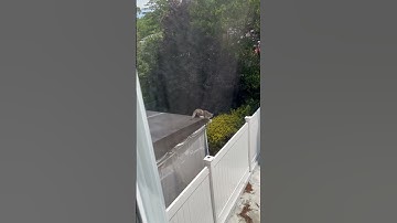 Oh no!  Cat falls down! #Funny video #shorts #funnyshorts