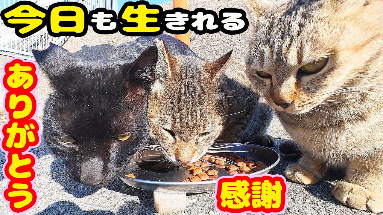 防波堤で力強く生きる猫たちにご飯をあげると・・・ さくらねこたちへのエサやり【視聴だけでも猫を助けることになります】支援者様 視聴者様 猫たちに神のご加護を！野良猫の感動猫動画