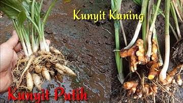 CARA MUDAH MEMBEDAKAN ANTARA KUNYIT PUTIH DENGAN KUNYIT KUNING