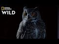 Great horned owl on the hunt  nat geo wild
