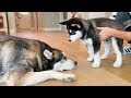 Puppy Meets Wolf!
