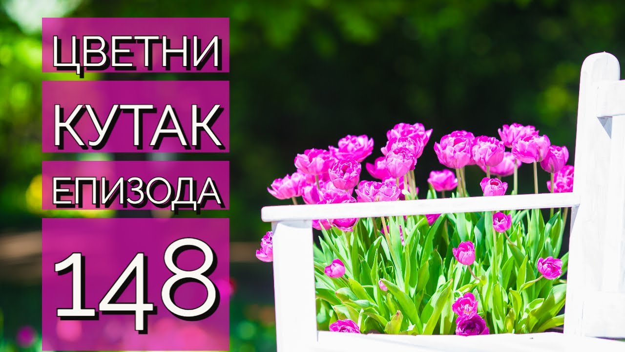 Cvetni kutak ep. 148 08.09.2022. Iresina, plumbago, dud, orezivanje, Vlakča, Radmila Radosavljević