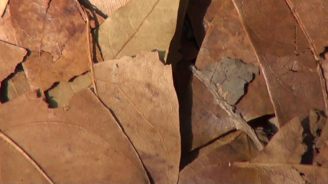 HardwareZone Philippines: Sony Handycam HDR-CX550 HD Camcorder