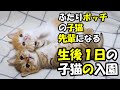 【緊急保護】ふたりボッチの子猫が年長さんになりした。【赤ちゃん猫　保護猫】