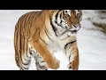 Mini Block Craft S1 E8 Killing 2 Tigers Challenge #miniblockcraft #survivalcraft2