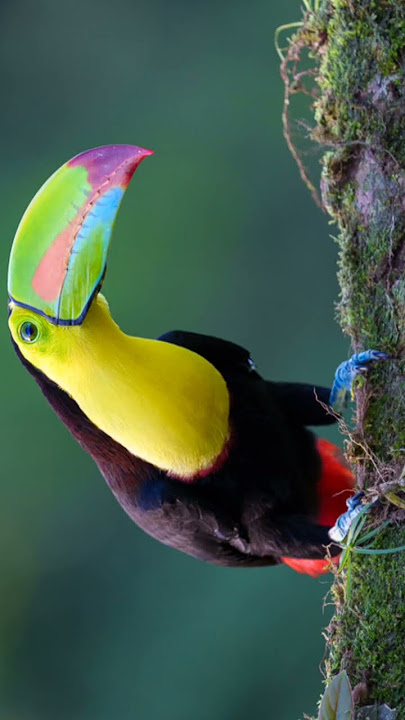 Toucan bird sound