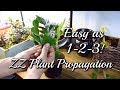 3 EASY Ways To Propagate Your ZZ Plant!