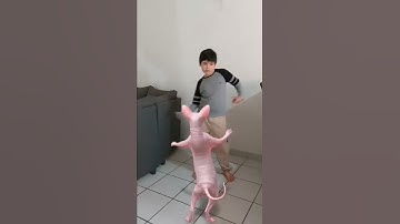 Thumbnail of Al gato no le gusto la cumbia del tilin🤣 #gato